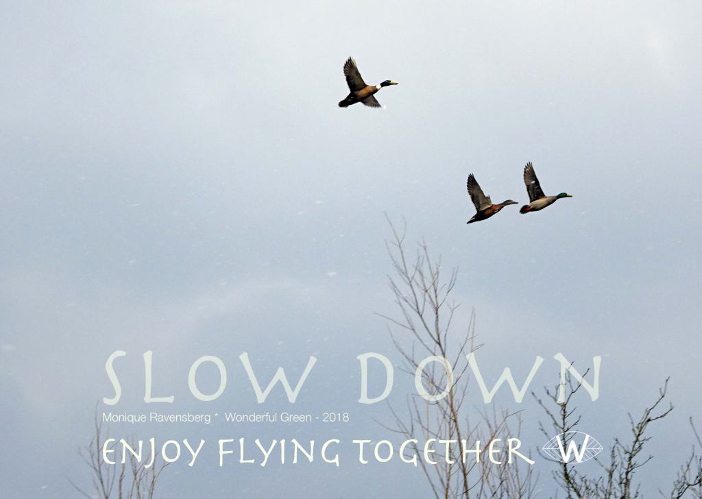 slow down campagne for wonderful green