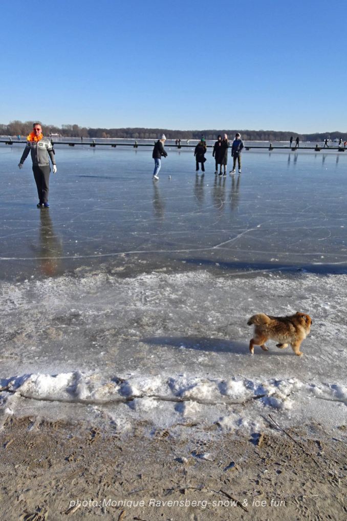 Snow-&-ice-fun-dog